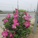 성환주유소 Daum카페