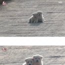 이매 이미지
