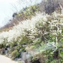 세천강변 이미지