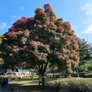 행정용 27번 | 강화도 당일치기 여행 강화 고려궁지 단풍구경 역사와 낭만이 함께한 가을 산책