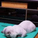 고양이 무마취미용 고미고미 화명점 이미지