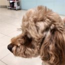 우리아이동물메디컬센터 | 경기광주 동물병원 우리동물메디컬센터 선택 꿀팁