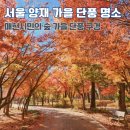 남산공원 시민공원관리사무소 | 양재 매헌시민의숲 단풍 늦가을 풍경 서울 단풍 명소 산책 가볼만한 곳