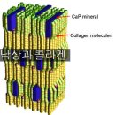 <2월 4일 > 낙상과 콜라겐 이미지