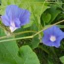 광장농장 이미지