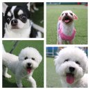 봉주르봉구 이미지