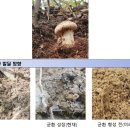 송이 - 은평구 응암로 160 | 송이