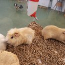 수원-0980 이미지