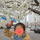 삼익비치A 상가시장 | 부산 광안리 벚꽃 명소 삼익비치 | 지금 개화 상황 + 산책 코스 추천