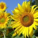 주만농장 이미지