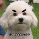 제기6 | 고프로구독 자동 결제 환불! 해외결제 이의제기 후기 | 상세방법, 소요기간 | 6개월지났다면?