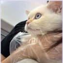 블리독수원점 고양이강아지분양 미니비숑프리제말티푸포메입양 | 동탄에서 고양이 분양 받으며 느낀 진짜 경험과 마음가짐