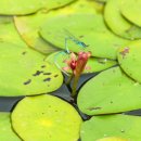 순포습지 이미지