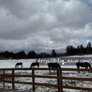 삼일목장 이미지