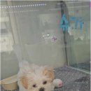 버디독 강아지분양 안심분양센터 시흥점 이미지