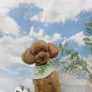 김세노 뷰티 펫 이미지