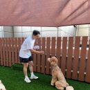 삐뽀 | 논현강아지미용 : 인플루언서 스탠다드푸들 삐용이 삐뽀 미용 교육 병행 후기