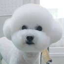 아라펫살롱 이미지