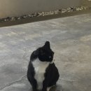 남동133 | 구월동 애견동반 가능한 주택 개조 브런치카페 그리너리하우스 후기