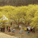 이천산수유마을 이미지