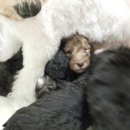 강아지 세상 이미지