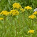 기린초등학교 이미지