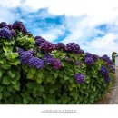 안성리-9 이미지