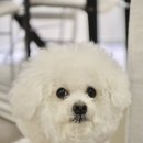 힐스독 | 강아지 요로결석 사료 추천 | 비숑 구름이가 건강 되찾은 힐스 독 c/d 후기