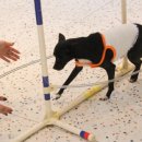 도그,위브 이미지