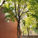 용산기지 옛 미군장교숙소(현 용산공원) 이미지