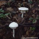 농민일보)전문가도 구분하기 어려운 &#39;독우산독버섯&#39;.. 충남도 농업기술원, &#39;독버섯&#39; 주의보 이미지