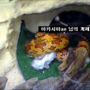 (부산&서울(강남)) 콘스네이크 성체 분양(먹이 영상&사진 있습니다.) 이미지