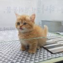 대구고양이분양 원펫 이미지