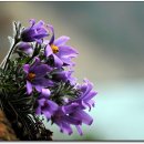 동강가든 이미지