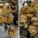 논현1동 주민센터 이미지