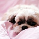 강아지집 이미지