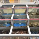 송정수 | 나주 혁신도시 회 맛집 추천, 송정수산 가격·포장·방어 후기 총정리