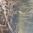 양서류 모니터링 ... 동문리 두꺼비와 한국산개구리 2017. 3. 21 이미지