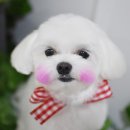 빛나펫살롱 이미지