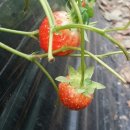 세종농장 이미지