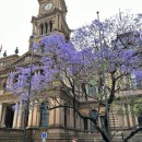 Sydney 1🇦🇺💙💙💙💙💙 (힐튼 시드니, 록스마켓, 코카투아일랜드)