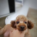 D&C 그루밍 샵 이미지