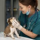 효성동물병원 이미지