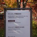 11월 초 화담숲 예약 후기 꿀팁 현재 단풍상태와 코스소요시간과 식품반입등 정보