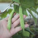 양대농장 이미지