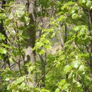 개맥문동.회잎나무.피나무,좀소시랑개비 이미지