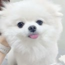 마릴린펫 이미지