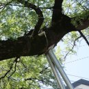 회화나무 도서관 이미지