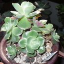 크라우스 이미지