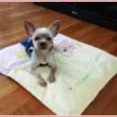 또리컴 이미지